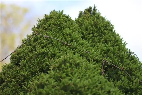 Picea Pan de Azúcar - Instrucciones de plantación/trasplante & Corte