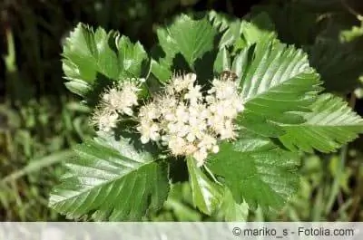 Fiori di prugnole