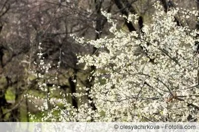 Prunus spinosa