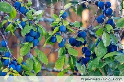 blackthorn berries