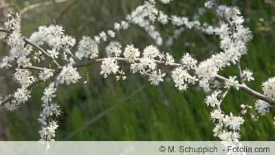 Mga bulaklak ng blackthorn