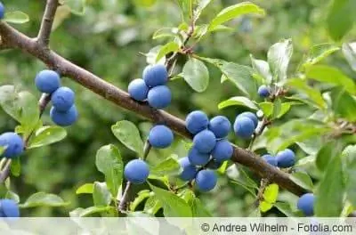 Črni trn, Prunus spinosa - profil, nega in žetev