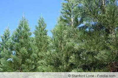 Sequoia träd i skogen