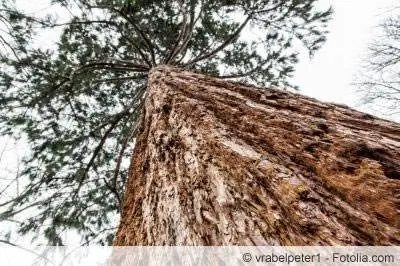 Giant sequoia