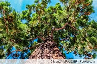 Гигант секвоя, Sequoiadendron giganteum - кам көрүү боюнча көрсөтмөлөр