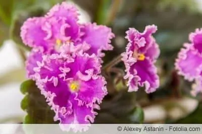 purple African violet