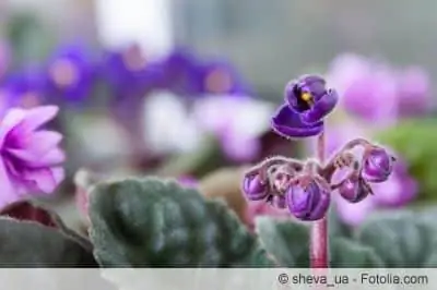 African violets