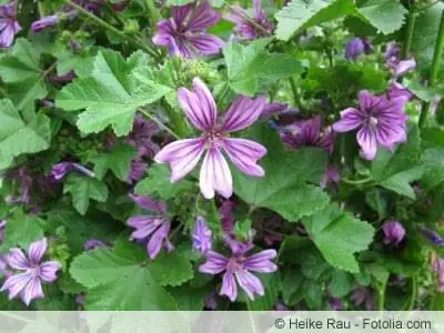 Malwa Sylvestris