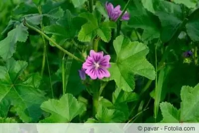 malva selvatica