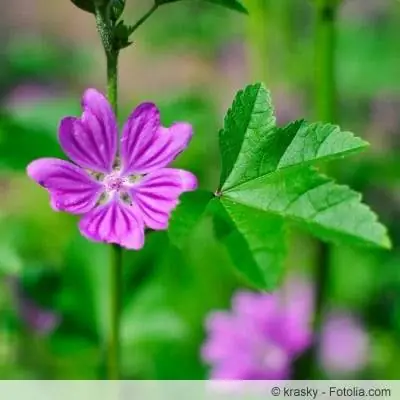 Tsiaj qus mallow, Malva sylvestris - profile thiab tu