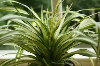 Spider Plant - Care & Propagate kwa machipukizi