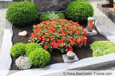 belles plantes sur la tombe