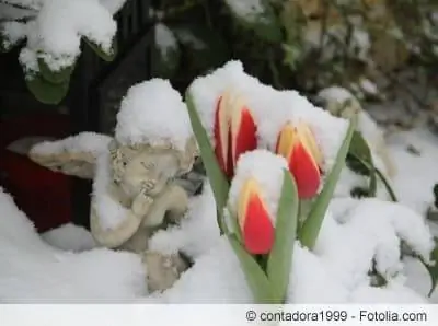 Plantación de tumbas en invierno: ideas para el diseño de tumbas