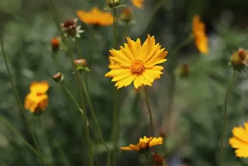 Meisjesoog, coreopsis - verzorgingstips en overwintering