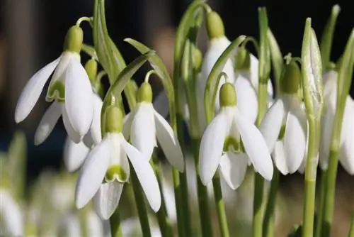 Qor pardasi - Galanthus