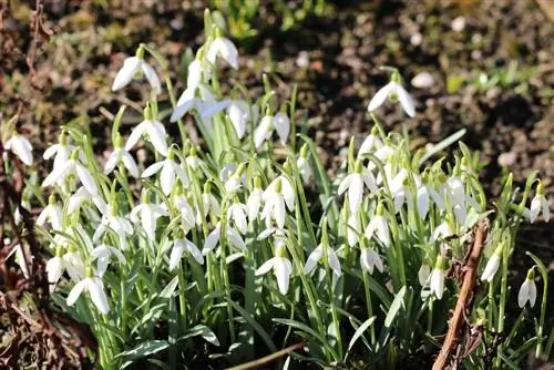 Snödroppe - Galanthus