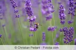 Lavanda verdadeira