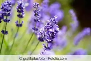 lavanda