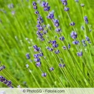 Varietas lavender - spesies yang kuat untuk taman