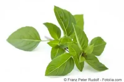 basil shrub 42223184 fl