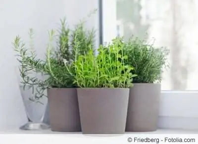 Grow herbs and spices in the apartment/kitchen