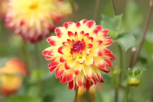 dalia decorativa - Dahlia hortensis