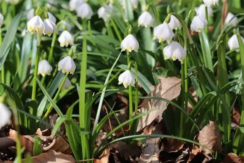 Märzenbecher - profil, blomstringstid og planter