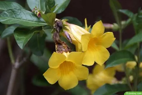 شیپور طلایی - Allamanda cathartica