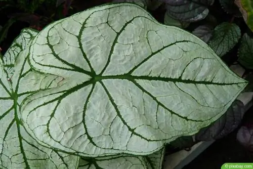 Caladium - Caladium دو رنگ