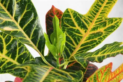 Codiaeum variegatum, Croton, Croton