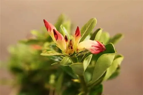 Անապատի վարդ - Adenium obesum