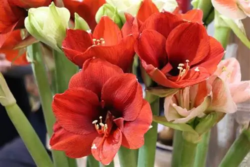 ამარილისი - Hippeastrum - რაინდის ვარსკვლავი