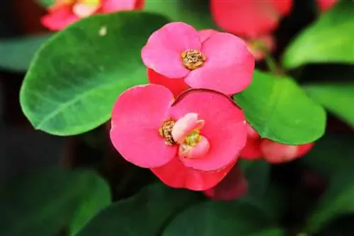 Քրիստոսի փուշ - Euphorbia milii