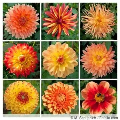 Dahlia türleri turuncu