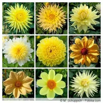 Dahlia spesies geel