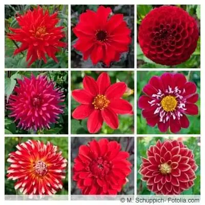 Especies de dalia roja