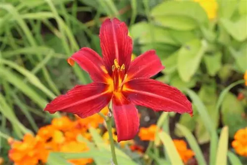 Lys van leliespesies en -kleure - inligting oor Lilium