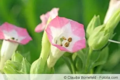 Flor de la planta de tabaco