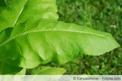 Tobacco leaf