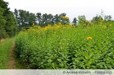 Jerusalem artichoke bed