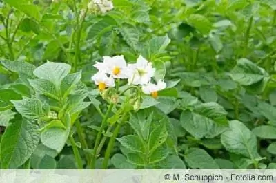 Potato blossom