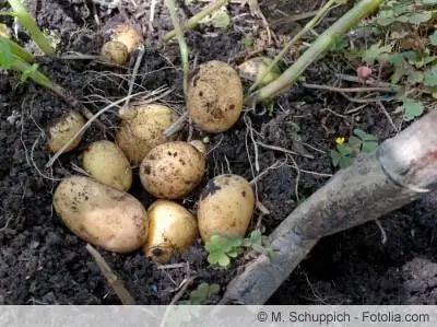 Récolte de pommes de terre