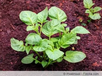 Paggawa ng potato tower - mga tagubilin para sa paggawa nito mismo