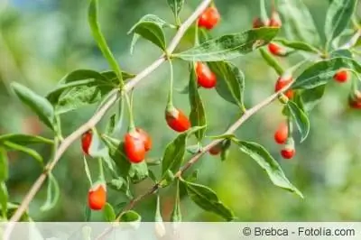 Goji-plant