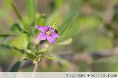 Fleur de la plante goji