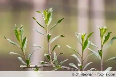 Gren av goji-plante