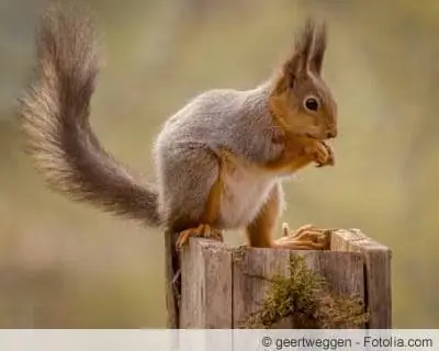 Squirrel