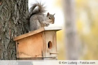 Build your own squirrel house and hang it up properly