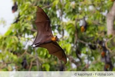 bat