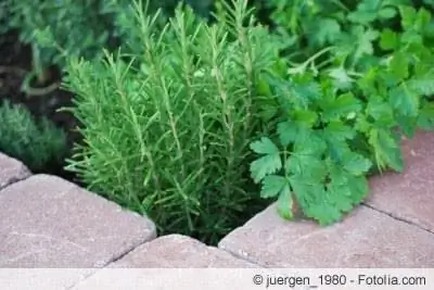 Cama elevada hecha de piedras plantadas con hierbas.